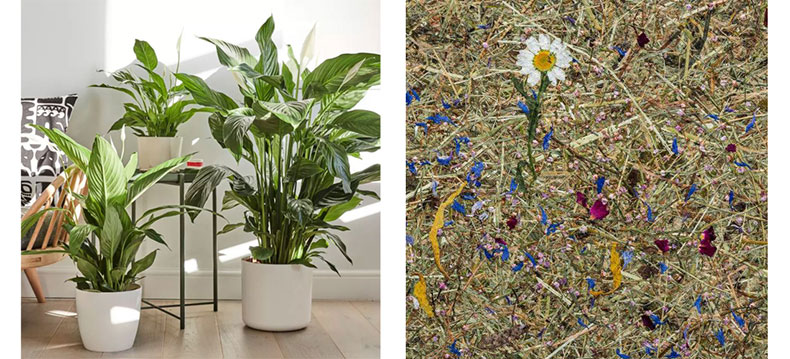 patch plants and organoid