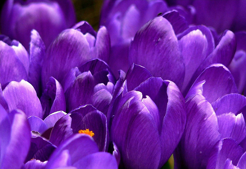 purple